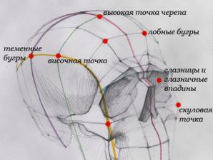 Пропорції голови людини